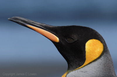 King Penguin up close