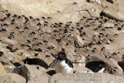 *NEW* Rockhopper colony, Falklands (1065)