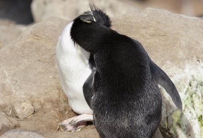 Southern Rockhopper Penguins 'kissing'