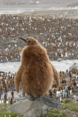 King Penguin - 'woolly bear' and colony