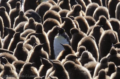 King Penguins... odd one out