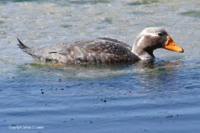Falklands Steamer-duck