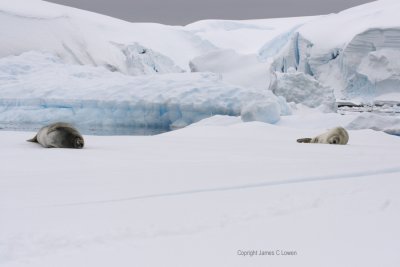 Crabeater Seal