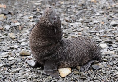 Antarctic Fur Seal, pup