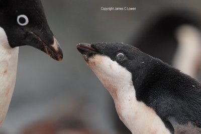 Adelie Penguin and hungry chick (0769)