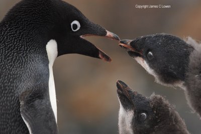 Adelie Penguin and two hungry chicks (0821)