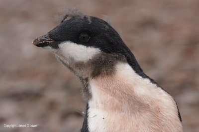 Moulting juvenile Adelie Penguin (0755)