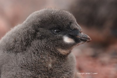 Young Adelie Penguin chick