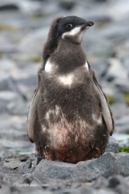 Moulting juvenile Adelie Penguin (0788)