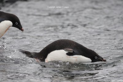 Nervous Adelie Penguins entering sea (0997)