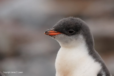 Gentoo Penguin chick (0573)