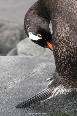 Gentoo Penguin preening (0608)