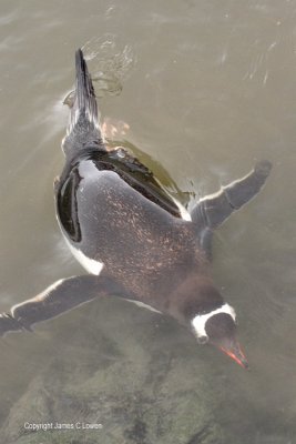 Gentoo Penguin foraging underwater (0649)