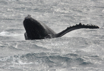 Humpbacked Whale