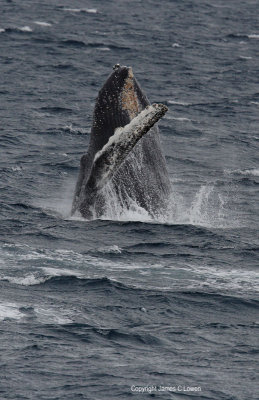 Humpbacked Whale