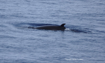 prob Dwarf Minke Whale