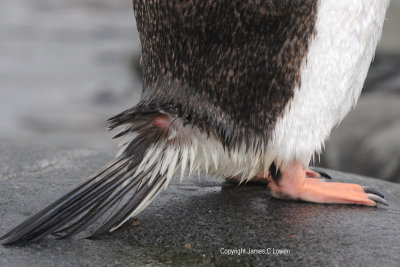 Gentoo Penguin's uropygial gland (0615)