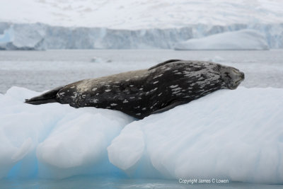 Weddell Seal