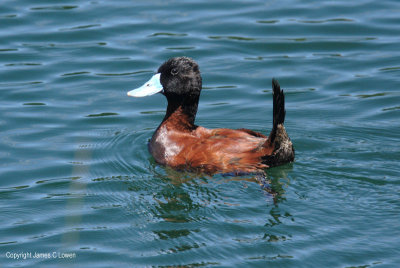 Andean Ruddy Duck