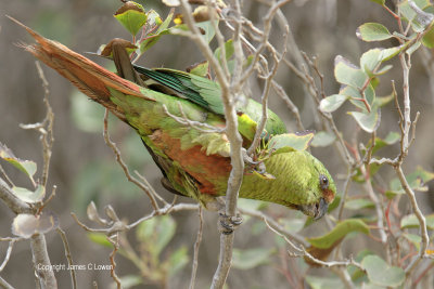 Austral Parakeet