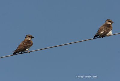 Brown-chested Martins