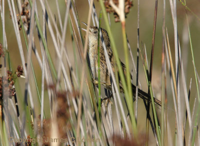 Bay-capped Wren-spinetail