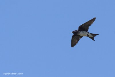 Grey-breasted Martin