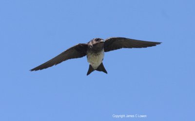 Grey-breasted Martin