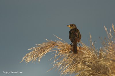 Great Pampas Finch