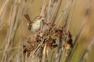 Grass Wren