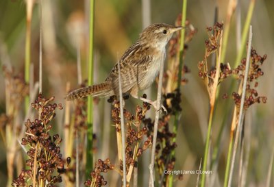 Grass Wren