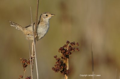 Grass Wren