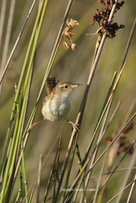 Grass Wren