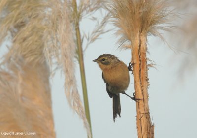 Long-tailed Reed-finch