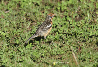 Rufous-tailed Plantcutter