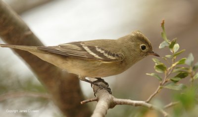 White-crested Elaenia