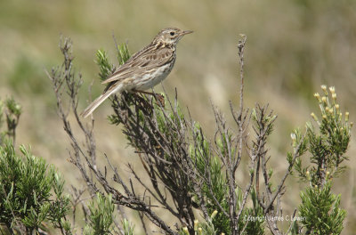 Correndera Pipit