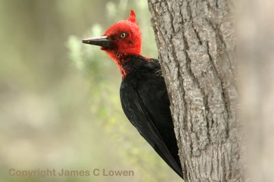 Magellanic Woodpecker