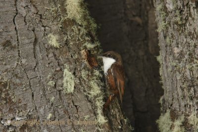 White-throated Treerunner