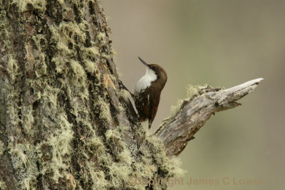 White-throated Treerunner