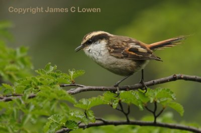 Thorn-tailed Rayadito