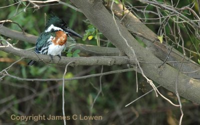 Amazon Kingfisher