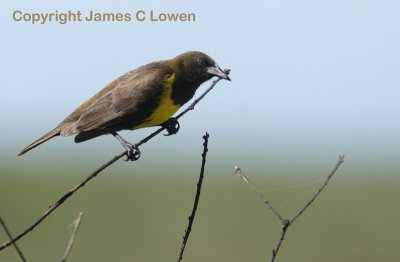 Brown-and-yellow Marshbird