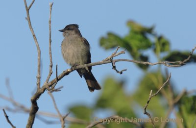 Crowned Slaty-flycatcher