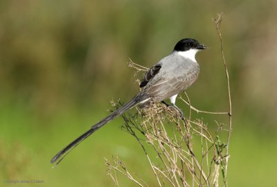 Fork-tailed Flycatcher