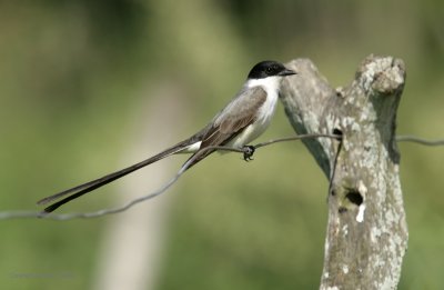 Fork-tailed Flycatcher