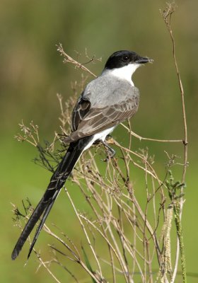 Fork-tailed Flycatcher