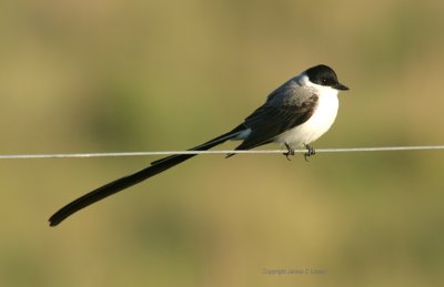 Fork-tailed Flycatcher