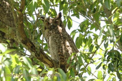 Great Horned Owl