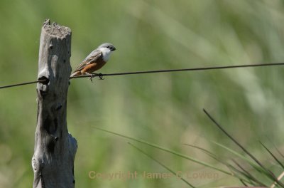 Marsh Seedeater